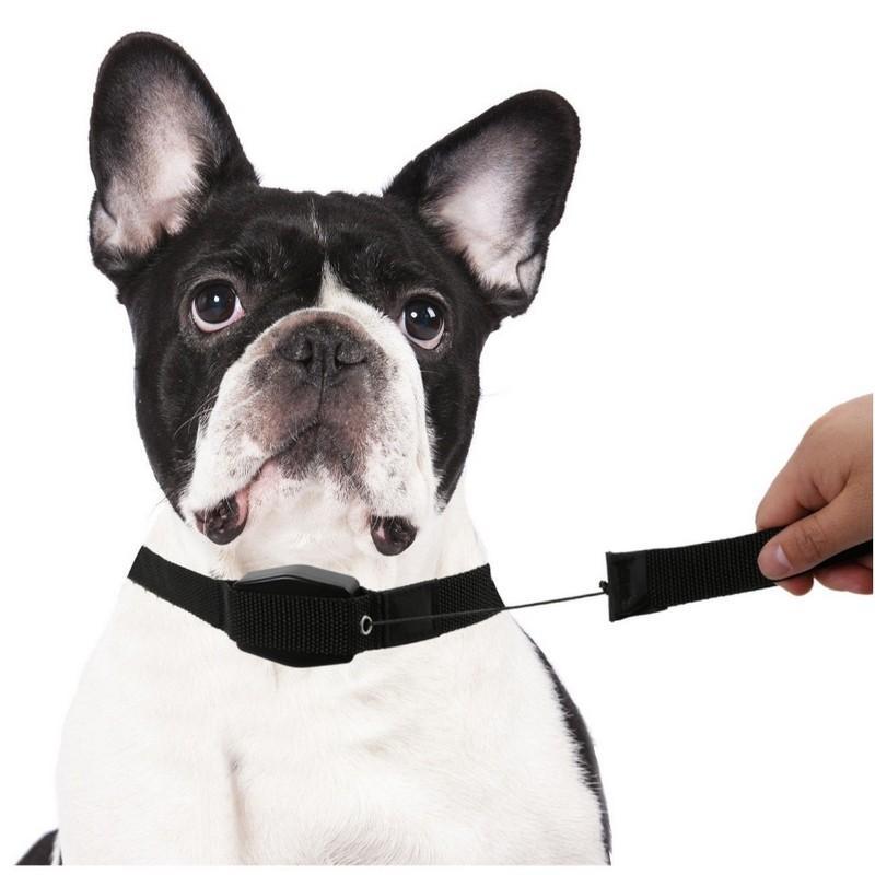 DG Catiee Laisse solide pour chien, collier pour chien avec laisse et  chaîne en métal sans danger pour les animaux domestiques, réglable  (Longueur + harnais 1,7 m, 4 mm) : : Animalerie